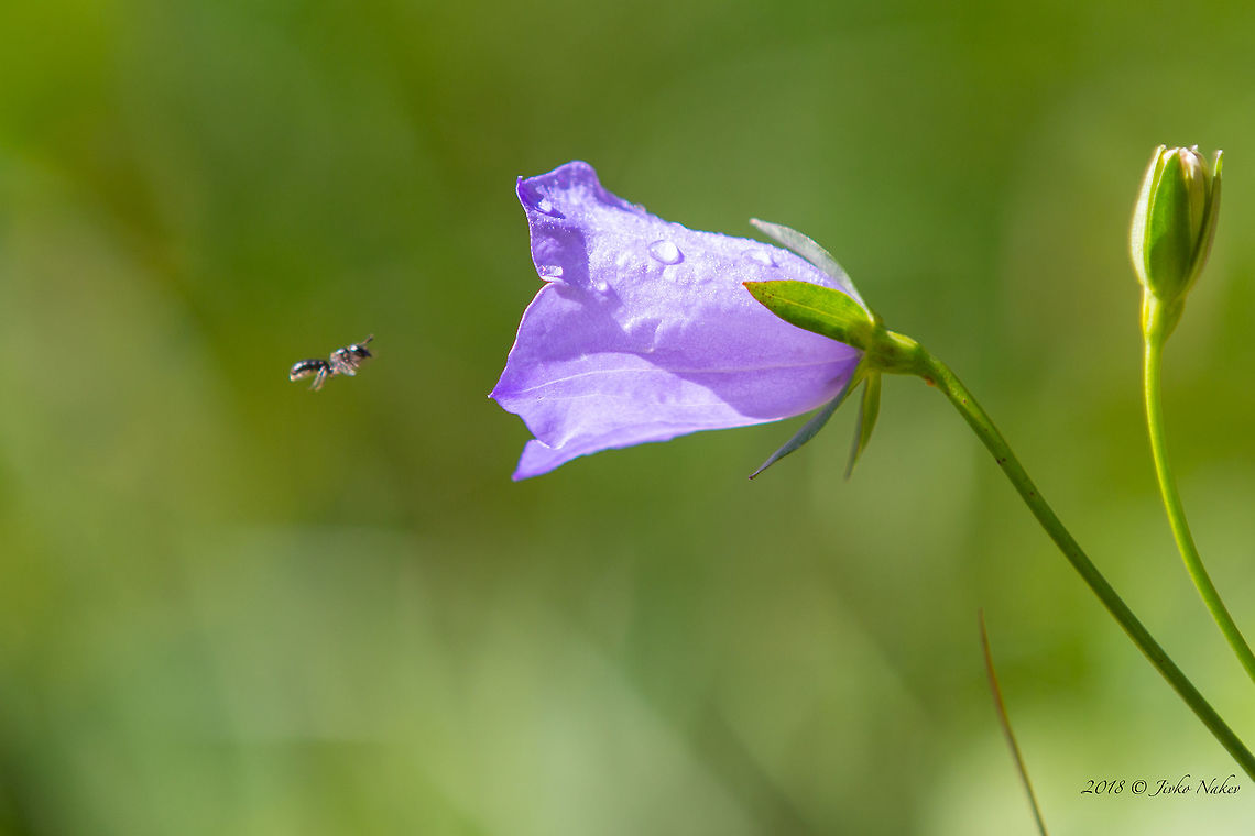 Peach-leaved bellflower - Campanula persicifolia Vitosha mountain Asterales,Bulgaria,Campanula persicifolia,Campanulaceae,Eudicot,Europe,Flowering Plant,Geotagged,Magnoliophyta,Nature,Peach-leaved bellflower,Plantae,Summer,Vitosha Mountain Nature Park,Wildlife