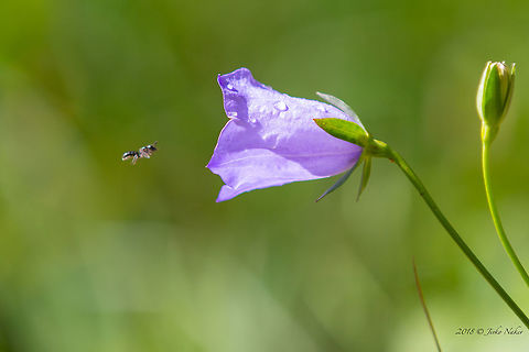 Peach-leaved Bellflower