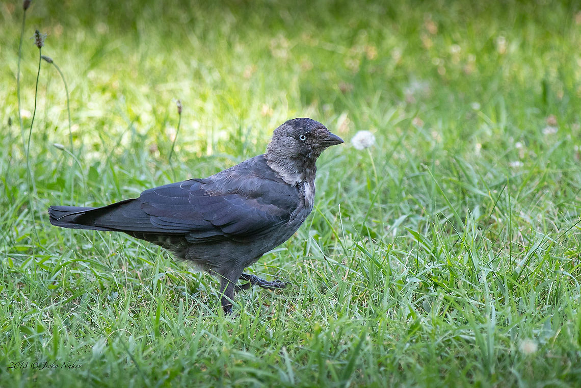 European jackdaw - Corvus monedula  Animal,Animalia,Aves,Bird,Bulgaria,Chordata,Coloeus monedula,Corvidae,Corvus monedula,Europe,European jackdaw,Geotagged,Nature,Passeriformes,Passerine,Sofia,Summer,Western Jackdaw,Western jackdaw,Wildlife