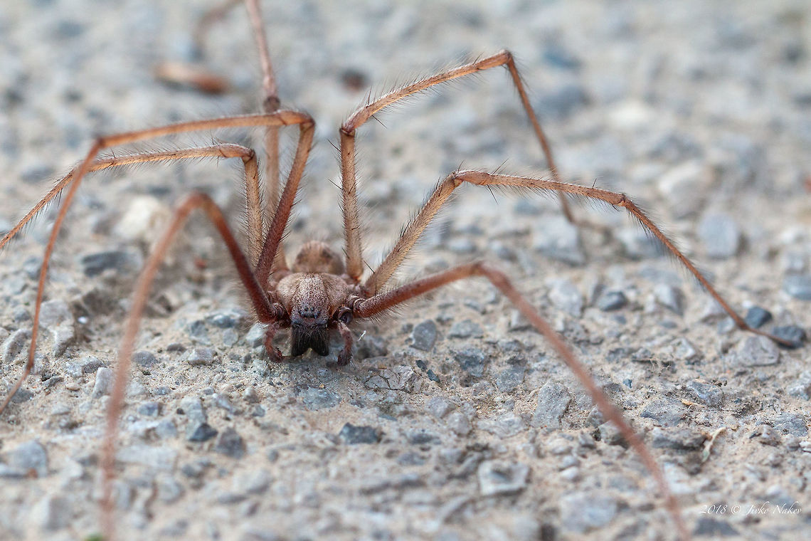 Tegenaria parietina This guy introduced itself in our bathtub. My wife enjoyed it very much ... but only when I caught it in a glass jar and took it out to make some pictures. Body length about 20 mm, legs - about 60-65 mm.<br />
<figure class="photo"><a href="https://www.jungledragon.com/image/65978/tegenaria_parietina.html" title="Tegenaria parietina"><img src="https://s3.amazonaws.com/media.jungledragon.com/images/1332/65978_thumb.jpg?AWSAccessKeyId=05GMT0V3GWVNE7GGM1R2&Expires=1767225610&Signature=3E7lrhf9sQS0bK9NjxqIrn4iOq4%3D" width="200" height="134" alt="Tegenaria parietina https://www.jungledragon.com/image/65977/tegenaria_parietina.html Agelenidae,Animal,Animalia,Arachnida,Araneae,Arthropoda,Bulgaria,Europe,Geotagged,Nature,Sofia,Summer,Tegenaria parietina,Wildlife" /></a></figure> Agelenidae,Animal,Animalia,Arachnida,Araneae,Arthropoda,Bulgaria,Europe,Geotagged,Nature,Sofia,Summer,Tegenaria parietina,Wildlife