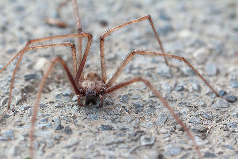 Tegenaria parietina This guy introduced itself in our bathtub. My wife enjoyed it very much ... but only when I caught it in a glass jar and took it out to make some pictures. Body length about 20 mm, legs - about 60-65 mm.
https://www.jungledragon.com/image/65978/tegenaria_parietina.html Agelenidae,Animal,Animalia,Arachnida,Araneae,Arthropoda,Bulgaria,Europe,Geotagged,Nature,Sofia,Summer,Tegenaria parietina,Wildlife