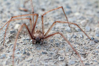 Tegenaria parietina This guy introduced itself in our bathtub. My wife enjoyed it very much ... but only when I caught it in a glass jar and took it out to make some pictures. Body length about 20 mm, legs - about 60-65 mm.<br />
https://www.jungledragon.com/image/65978/tegenaria_parietina.html Agelenidae,Animal,Animalia,Arachnida,Araneae,Arthropoda,Bulgaria,Europe,Geotagged,Nature,Sofia,Summer,Tegenaria parietina,Wildlife