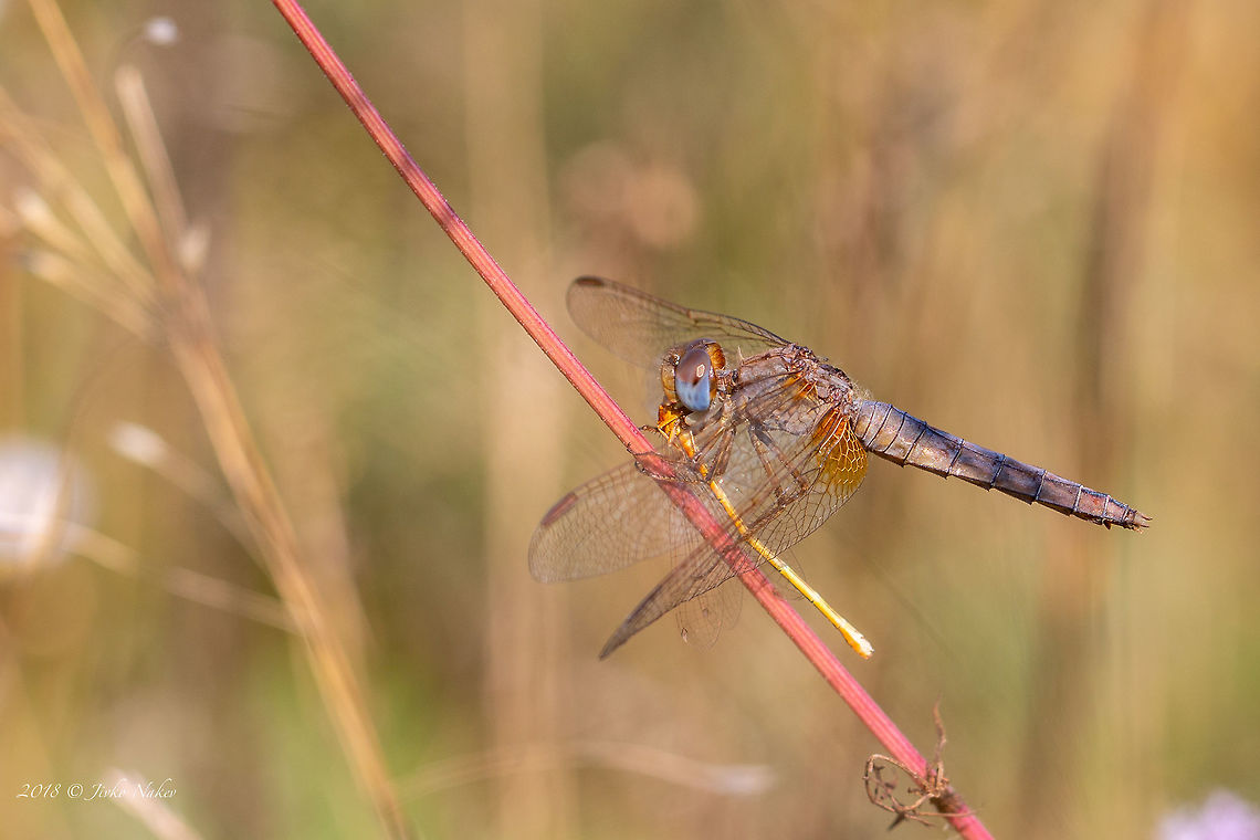 Breakfast Crocothemis erythraea elder female with prey - young Ishnura pumilio Animal,Animalia,Arthropoda,Broad Scarlet,Bulgaria,Common Scarlet-darter,Crocothemis erythraea,Dragonfly,Europe,Geotagged,Insect,Insecta,Libellulidae,Nature,Odonata,Ognyanovo dam,Percher,Scarlet Darter,Skimmer,Sofia