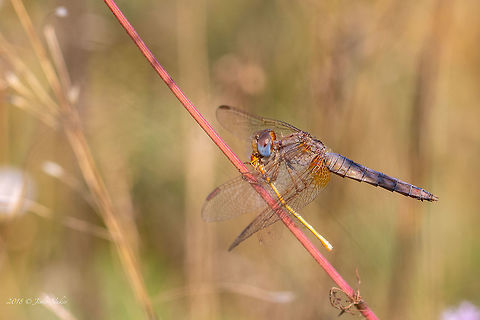 Breakfast Crocothemis erythraea elder female with prey - young Ishnura pumilio Animal,Animalia,Arthropoda,Broad Scarlet,Bulgaria,Common Scarlet-darter,Crocothemis erythraea,Dragonfly,Europe,Geotagged,Insect,Insecta,Libellulidae,Nature,Odonata,Ognyanovo dam,Percher,Scarlet Darter,Skimmer,Sofia