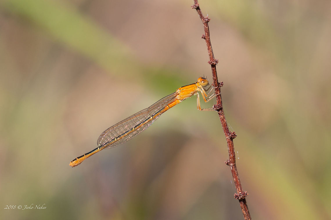 Ischnura pumilio f. aurantiaca - immature female  Animal,Animalia,Arthropoda,Bulgaria,Coenagrionidae,Damselfly,Europe,Geotagged,Insect,Insecta,Ischnura pumilio,Nature,Odonata,Ognyanovo dam,Scarce blue-tailed damselfly,Sofia,Summer,Wildlife