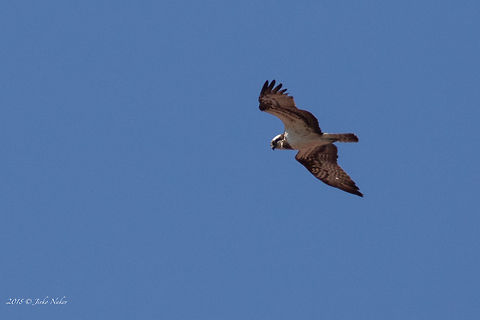 Distant Osprey - Pandion haliaetus Captured during the birds migration monitoring at Tochkata (The Point) - the place at Atanasovsko lake near Burgas where each year many birders from different contries count the migrating birds. Accipitriformes,Animal,Animalia,Atanasovsko lake,Aves,Bird,Bird of prey,Bulgaria,Burgas,Chordata,Europe,Fall,Geotagged,Nature,Osprey,Pandion haliaetus,Pandionidae,Western osprey,Wildlife