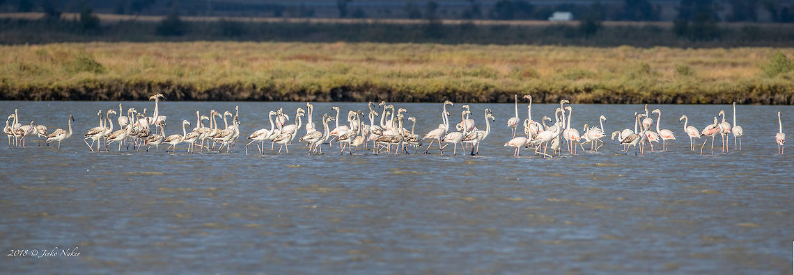 Greater flamingo - Phoenicopterus roseus Record number flamingos this year at Atanasovsko lake, Burgas, 24th Sep. 2018. Usually up to 10 birds are recorded each year at that time during the migration. Last year about 80 birds were recorded, and now - 126. <br />
The Greater flamingos breed in Turkey in Lake Tuz which is at high altitude and they migrate to winter in Africa and Greece at Kerkini Lake, Doiran lake, Kolachori lagoon. Occasionally a couple of birds, due to weather conditions, wind and other factors appear in South-East Bulgaria, near Burgas. But never such a big group.  Now it is supposed to be from a new breeding colony in Ukraine. Still not confirmed.   Animal,Animalia,Atanasovsko lake,Aves,Bird,Bulgaria,Burgas,Chordata,Europe,Fall,Geotagged,Greater flamingo,Nature,Phoenicopteridae,Phoenicopteriformes,Phoenicopterus roseus,Wildlife