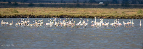 Greater flamingo - Phoenicopterus roseus Record number flamingos this year at Atanasovsko lake, Burgas, 24th Sep. 2018. Usually up to 10 birds are recorded each year at that time during the migration. Last year about 80 birds were recorded, and now - 126. 
The Greater flamingos breed in Turkey in Lake Tuz which is at high altitude and they migrate to winter in Africa and Greece at Kerkini Lake, Doiran lake, Kolachori lagoon. Occasionally a couple of birds, due to weather conditions, wind and other factors appear in South-East Bulgaria, near Burgas. But never such a big group.  Now it is supposed to be from a new breeding colony in Ukraine. Still not confirmed.   Animal,Animalia,Atanasovsko lake,Aves,Bird,Bulgaria,Burgas,Chordata,Europe,Fall,Geotagged,Greater flamingo,Nature,Phoenicopteridae,Phoenicopteriformes,Phoenicopterus roseus,Wildlife