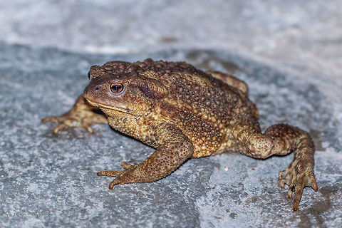 European Toad - Bufo bufo Spotted on Thasos island, Greece, during the night. Photo taken with flash. Amphibia,Animal,Animalia,Anura,Bufo bufo,Bufonidae,Chordata,Common European toad,Common toad,Europe,Fall,Geotagged,Greece,Nature,Thasos Island,Wildlife