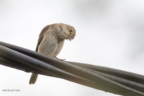 Spotted flycatcher - Muscicapa striata  Animal,Animalia,Aves,Bird,Chordata,Europe,Fall,Geotagged,Greece,Muscicapa striata,Muscicapidae,Nature,Passeriformes,Passerine,Spotted Flycatcher,Spotted flycatcher,Thasos Island,Wildlife