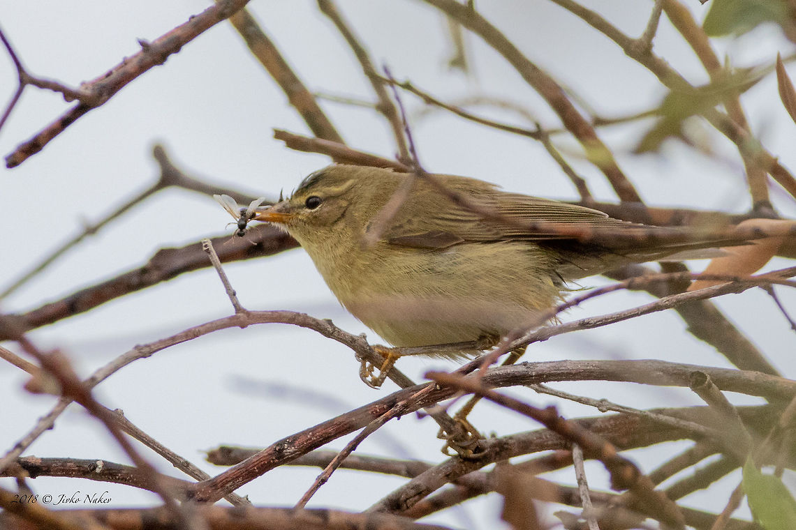 Willow warbler - Phylloscopus trochilus  Animal,Animalia,Aves,Bird,Chordata,Europe,Fall,Geotagged,Greece,Nature,Passeriformes,Passerine,Phylloscopidae,Phylloscopus trochilus,Thasos Island,Wildlife,willow warbler
