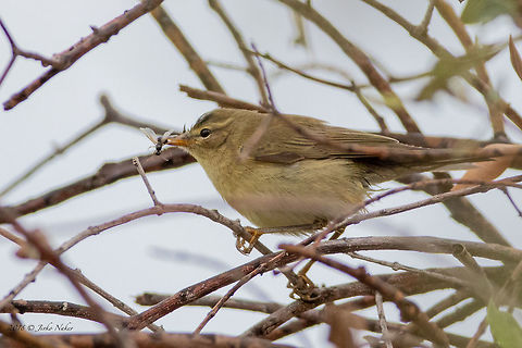 Willow warbler - Phylloscopus trochilus  Animal,Animalia,Aves,Bird,Chordata,Europe,Fall,Geotagged,Greece,Nature,Passeriformes,Passerine,Phylloscopidae,Phylloscopus trochilus,Thasos Island,Wildlife,willow warbler