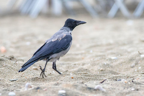 Hooded crow - Corvus cornix  Animal,Animalia,Aves,Bird,Chordata,Corvidae,Corvus cornix,Europe,Fall,Geotagged,Greece,Hooded Crow,Nature,Passeriformes,Passerine,Thasos Island,Wildlife