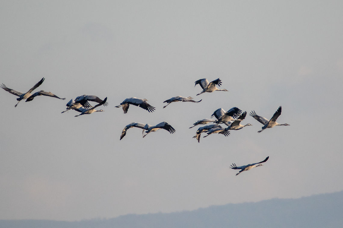 Common crane - Grus grus I made a special trip to the Black Sea - Atanasovsko lake near Burgas - to find these beautiful birds. Very shy birds, passing through Bulgaria during the migration. This year a record number was observed - about 260 birds - as from early 2000&#039;s. Only for a couple of days. Unfortunately I had no chance to make closer photos. Yesterday we saw them high in the sky leaving Bulgaria to the south - the estuary of Maritza river in Greece.  Animal,Animalia,Atanasovsko lake,Aves,Bird,Bulgaria,Burgas,Chordata,Common Crane,Common crane,Eurasian crane,Europe,Fall,Geotagged,Gruidae,Gruiformes,Grus grus,Nature,Wildlife