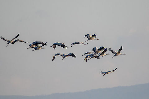Common crane - Grus grus I made a special trip to the Black Sea - Atanasovsko lake near Burgas - to find these beautiful birds. Very shy birds, passing through Bulgaria during the migration. This year a record number was observed - about 260 birds - as from early 2000's. Only for a couple of days. Unfortunately I had no chance to make closer photos. Yesterday we saw them high in the sky leaving Bulgaria to the south - the estuary of Maritza river in Greece.  Animal,Animalia,Atanasovsko lake,Aves,Bird,Bulgaria,Burgas,Chordata,Common Crane,Common crane,Eurasian crane,Europe,Fall,Geotagged,Gruidae,Gruiformes,Grus grus,Nature,Wildlife