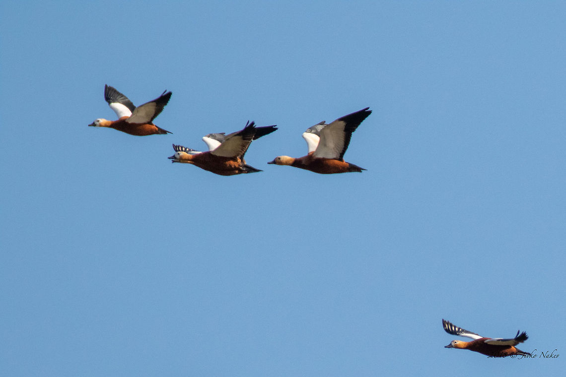 Ruddy shelduck - Tadorna ferruginea  Anatidae,Animal,Animalia,Anseriformes,Atanasovsko lake,Aves,Bird,Bulgaria,Burgas,Chordata,Europe,Fall,Geotagged,Nature,Ruddy Shelduck,Tadorna ferruginea,Wildlife