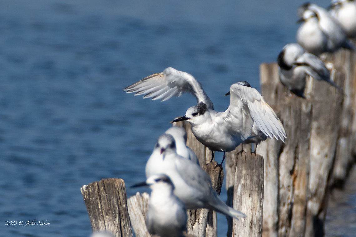 Sandwich tern - Thalasseus sandvicensis  Animal,Animalia,Aves,Bird,Bulgaria,Caspian tern,Charadriiformes,Chordata,Europe,Fall,Geotagged,Hydroprogne caspia,Laridae,Nature,Pomorie wetland complex,Sandwich tern,Thalasseus sandvicensis,Wetland,Wildlife