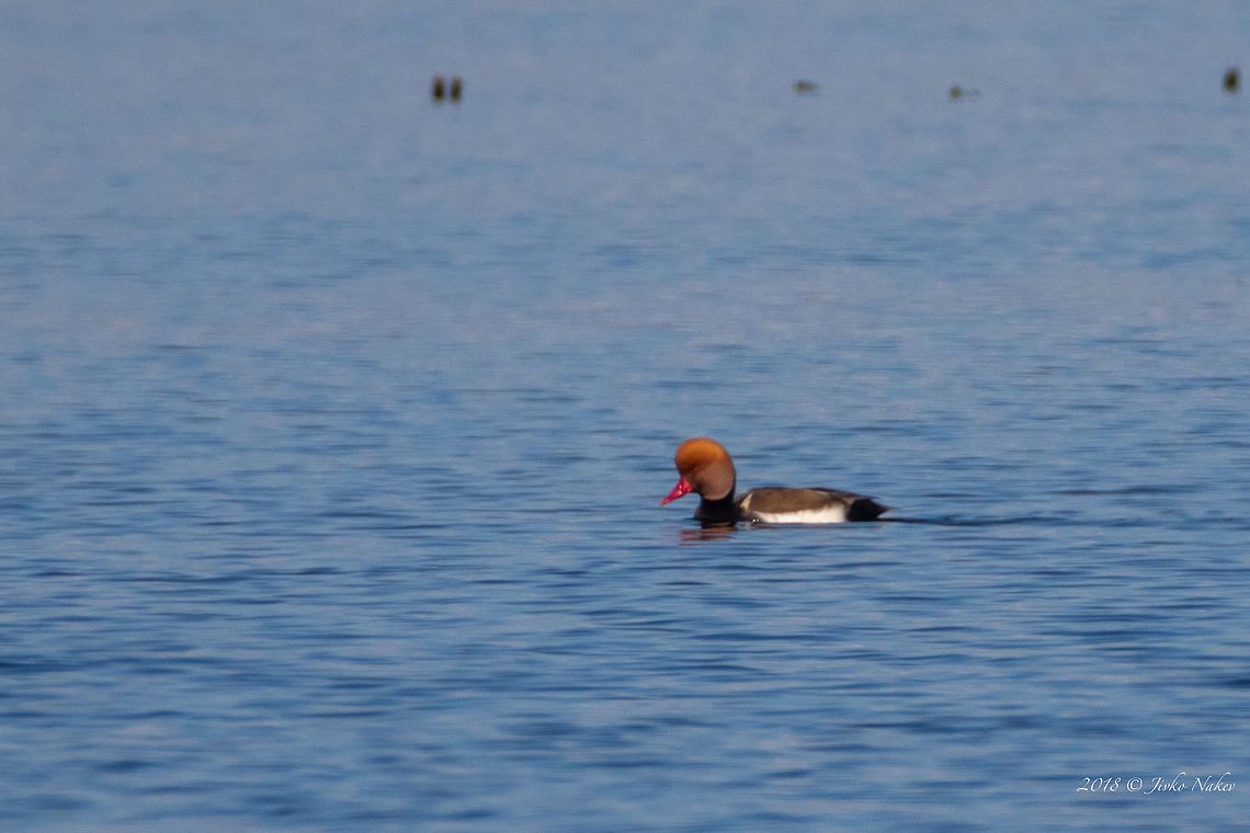 Distant photo of Red-crested pochard - Netta rufina Spotted at salt evaporation pond - Pomorie. Bulgaria,Fall,Geotagged,Netta rufina,Red-crested pochard