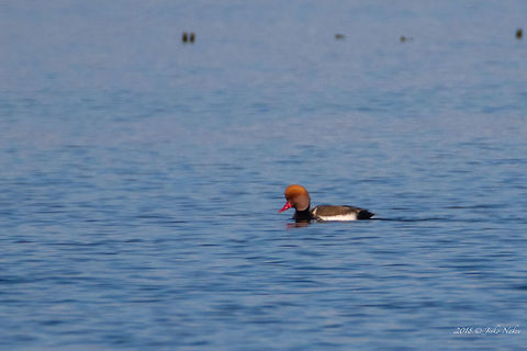 Distant photo of Red-crested pochard - Netta rufina Spotted at salt evaporation pond - Pomorie. Bulgaria,Fall,Geotagged,Netta rufina,Red-crested pochard