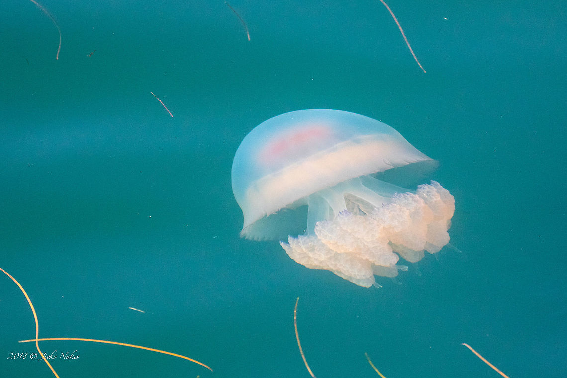 Barrel jellyfish - Rhizostoma pulmo  Animal,Animalia,Barrel jelyfish,Black sea,Bulgaria,Cnidaria,Fall,Geotagged,Nature,Rhizostoma pulmo,Rhizostomatidae,Rhizostomeae,Scyphozoa,Wildlife