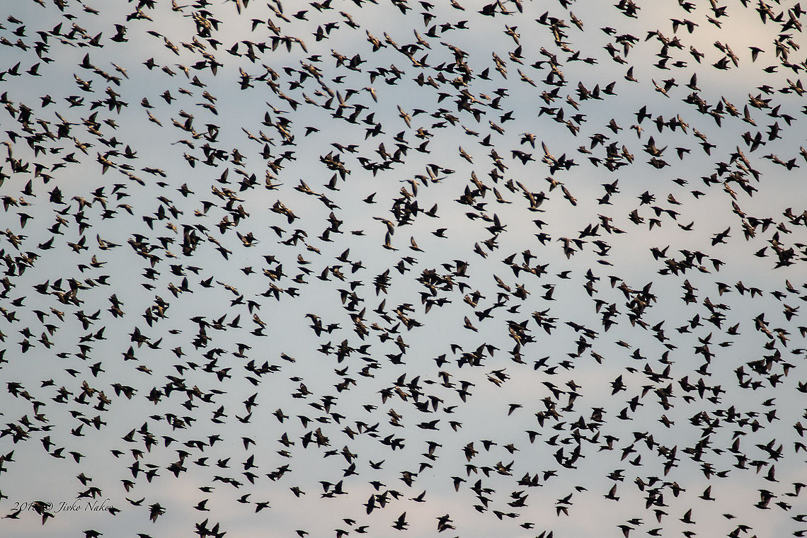 Thousands of common starlings - Sturnus vulgaris - at Atanasovsko lake  Atanasovsko lake,Bulgaria,Burgas,Common Starling,Europe,Fall,Geotagged,Sturnus vulgaris