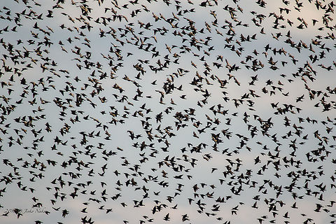 Thousands of common starlings - Sturnus vulgaris - at Atanasovsko lake  Atanasovsko lake,Bulgaria,Burgas,Common Starling,Europe,Fall,Geotagged,Sturnus vulgaris