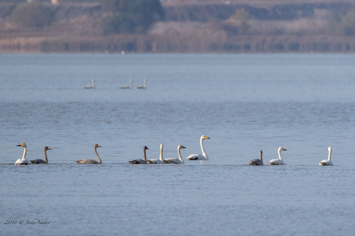 Tundra swans - Cygnus columbianus In the centre is one Wooper swan - Cygnus cygnus. Anatidae,Animal,Animalia,Anseriformes,Aves,Bird,Bulgaria,Burgas,Chordata,Cygnus bewickii,Cygnus columbianus,Europe,Fall,Geotagged,Mandra lake,Nature,Tundra swan,Wildlife