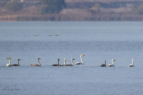 Tundra swans - Cygnus columbianus In the centre is one Wooper swan - Cygnus cygnus. Anatidae,Animal,Animalia,Anseriformes,Aves,Bird,Bulgaria,Burgas,Chordata,Cygnus bewickii,Cygnus columbianus,Europe,Fall,Geotagged,Mandra lake,Nature,Tundra swan,Wildlife