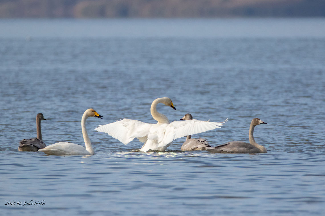 Whooper swans - Cygnus cygnus  Anatidae,Animal,Animalia,Anseriformes,Aves,Bird,Bulgaria,Burgas,Chordata,Cygnus cygnus,Europe,Fall,Geotagged,Mandra lake,Nature,Whooper swan,Wildlife