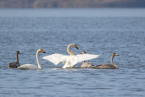 Whooper swans - Cygnus cygnus  Anatidae,Animal,Animalia,Anseriformes,Aves,Bird,Bulgaria,Burgas,Chordata,Cygnus cygnus,Europe,Fall,Geotagged,Mandra lake,Nature,Whooper swan,Wildlife
