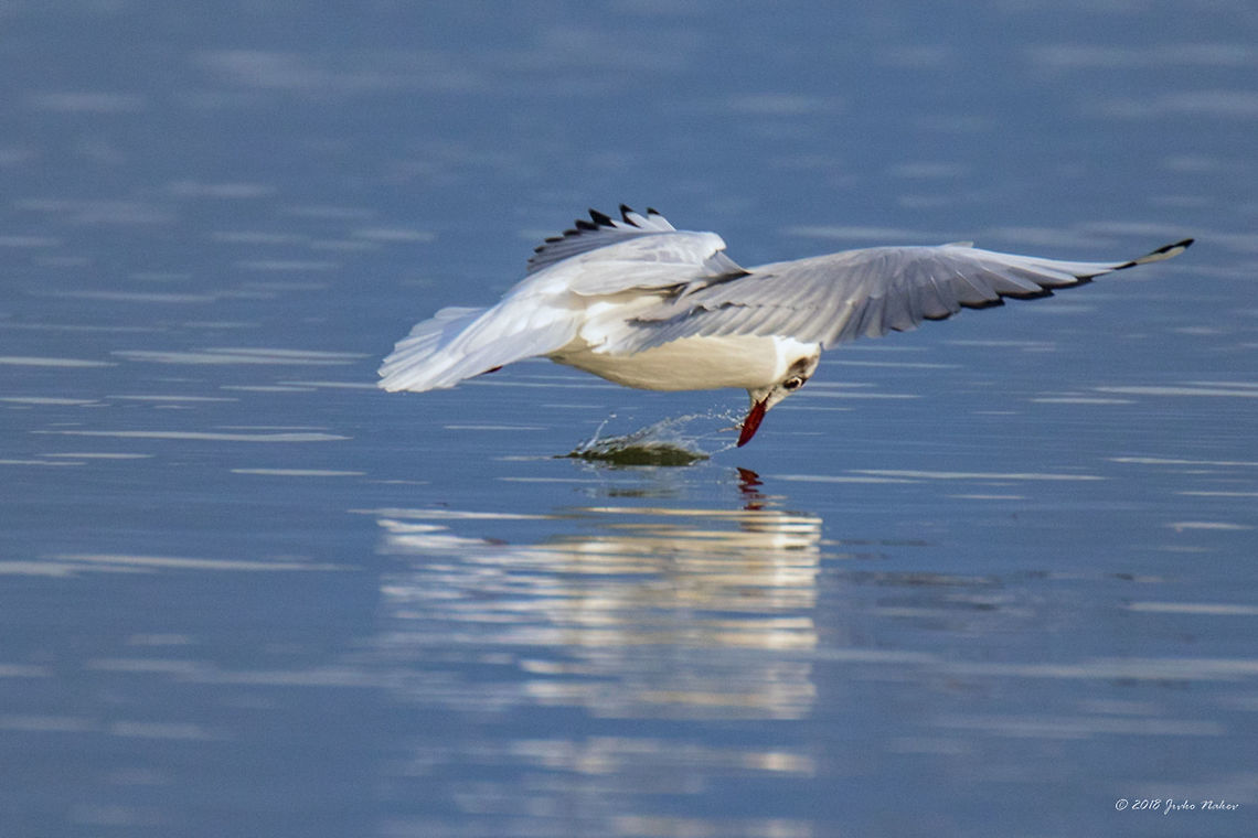 Missed... Black-headed gull (Chroicocephalus ridibundus) Animal,Animalia,Aves,Bird,Black-headed Gull,Black-headed gull,Central Macedonia,Charadriiformes,Chordata,Chroicocephalus ridibundus,Europe,Geotagged,Greece,Lake Kerkini National Park,Laridae,Larus ridibundus,Nature,Wildlife,Winter