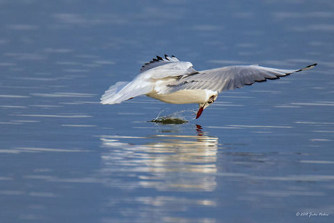 Missed... Black-headed gull (Chroicocephalus ridibundus) Animal,Animalia,Aves,Bird,Black-headed Gull,Black-headed gull,Central Macedonia,Charadriiformes,Chordata,Chroicocephalus ridibundus,Europe,Geotagged,Greece,Lake Kerkini National Park,Laridae,Larus ridibundus,Nature,Wildlife,Winter