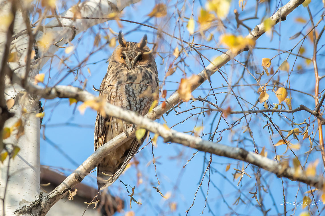 Long-eared owl - Asio otus First tests with the new toy! Animal,Animalia,Asio otus,Aves,Bird,Bulgaria,Chordata,Europe,Fall,Geotagged,Long-eared Owl,Long-eared owl,Nature,Sofia,Strigidae,Strigiformes,Wildlife