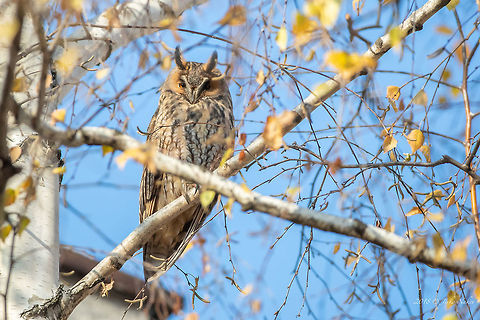 Long-eared owl - Asio otus First tests with the new toy! Animal,Animalia,Asio otus,Aves,Bird,Bulgaria,Chordata,Europe,Fall,Geotagged,Long-eared Owl,Long-eared owl,Nature,Sofia,Strigidae,Strigiformes,Wildlife