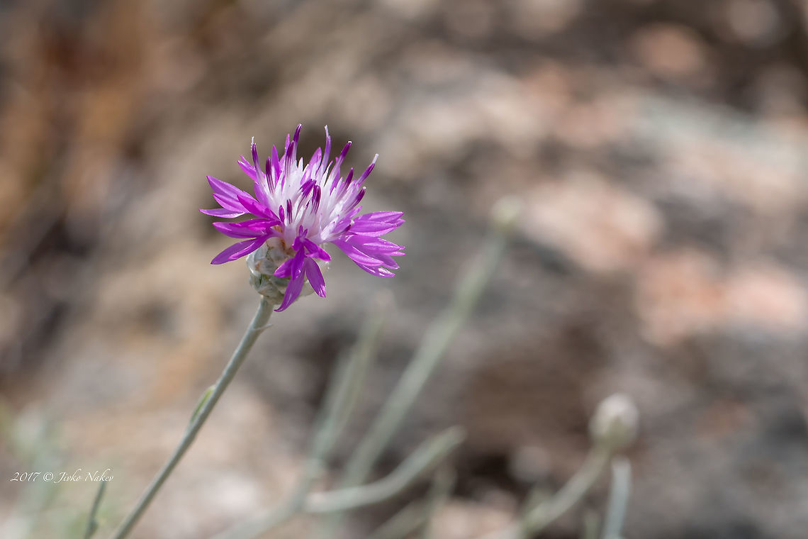Spotted knapweed - Centaurea stoebe subsp. micranthos <figure class="photo"><a href="https://www.jungledragon.com/image/71065/spotted_knapweed_-_centaurea_stoebe_ssp._micranthos.html" title="Spotted knapweed - Centaurea stoebe ssp. micranthos"><img src="https://s3.amazonaws.com/media.jungledragon.com/images/1332/71065_thumb.jpg?AWSAccessKeyId=05GMT0V3GWVNE7GGM1R2&Expires=1769040010&Signature=JWu0jW6tG66YDUh1d%2BKOd9T5kaI%3D" width="200" height="134" alt="Spotted knapweed - Centaurea stoebe ssp. micranthos https://www.jungledragon.com/image/71064/spotted_knapweed_-_centaurea_stoebe_ssp._micranthos.html Asteraceae,Asterales,Centaurea stoebe,Centaurea stoebe subsp. micranthos,Eudicot,Flowering Plant,Geotagged,Greece,Magnoliophyta,Nature,Plantae,Spotted knapweed,Spring,Wildlife" /></a></figure> Asteraceae,Asterales,Centaurea stoebe,Centaurea stoebe subsp. micranthos,Eudicot,Flowering Plant,Geotagged,Greece,Magnoliophyta,Nature,Plantae,Spotted knapweed,Spring,Wildlife