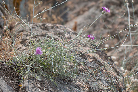Spotted knapweed - Centaurea stoebe ssp. micranthos https://www.jungledragon.com/image/71064/spotted_knapweed_-_centaurea_stoebe_ssp._micranthos.html Asteraceae,Asterales,Centaurea stoebe,Centaurea stoebe subsp. micranthos,Eudicot,Flowering Plant,Geotagged,Greece,Magnoliophyta,Nature,Plantae,Spotted knapweed,Spring,Wildlife