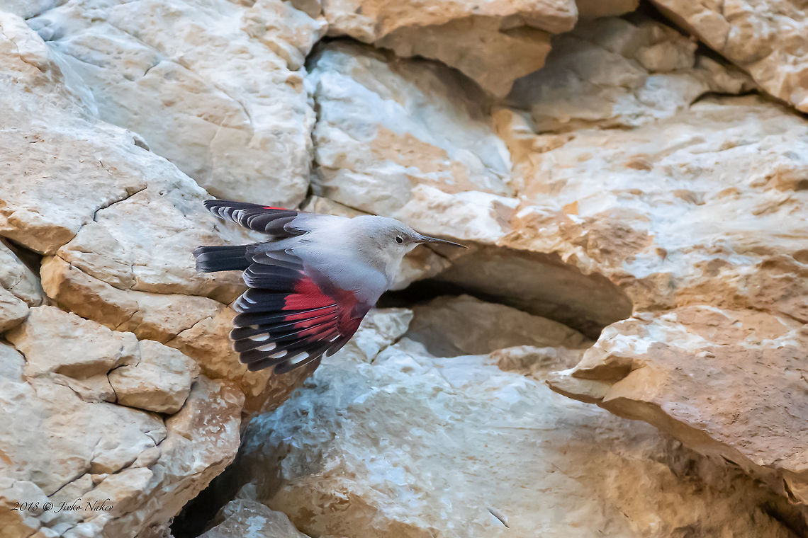 European Wallcreeper - Tichodroma muraria muraria This wonderful bird is included in the Red Book of Bulgaria - a status of Vulnerable species. It is rarely encountered - due to increased touristic traffic and the construction of tourist sites some of the registered habitats have been abandoned. It breeds on rock massifs, sometimes quite high.<br />
I managed to capture this beauty in Greece on a dull cloudy cold day. It was worth the freezing and waiting for more than three hours to appear. Animal,Animalia,Aves,Bird,Chordata,Europe,Geotagged,Greece,Kastoria,Nature,Passeriformes,Passerine,Tichodroma muraria,Tichodromidae,Wallcreeper,Wildlife,Winter