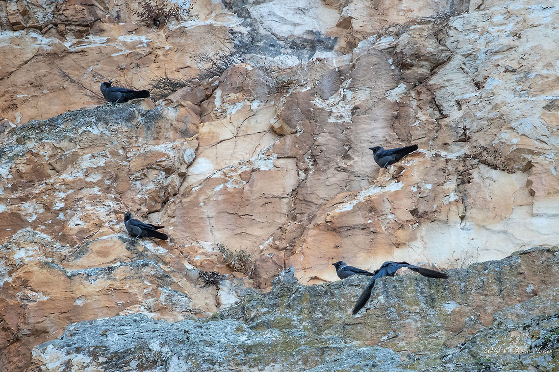 Jackdaws - Corvus monedula The next morning I visited the place where the wallcreepers are nesting. By 9am, 40-50 of these pirates attacked the rock massif. They were checking in and out every cavity and hole. After about 15 min they disappeared, but until 13.30, the wallcreeper did not appear. And I had to leave - 470 km ahead to my home! Animal,Animalia,Aves,Bird,Chordata,Coloeus monedula,Corvidae,Corvus monedula,Europe,European jackdaw,Geotagged,Greece,Kastoria,Nature,Passeriformes,Passerine,Western Jackdaw,Western jackdaw,Wildlife,Winter