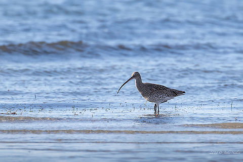 Eurasian curlew - Numenius arquata  Amvrakikos gulf,Animal,Animalia,Aves,Bird,Charadriiformes,Chordata,Eurasian Curlew,Eurasian curlew,Europe,Geotagged,Greece,Nature,Numenius arquata,Numenius tenuirostris,Scolopacidae,Shorebird,Slender-billed curlew,Wader,Wildlife