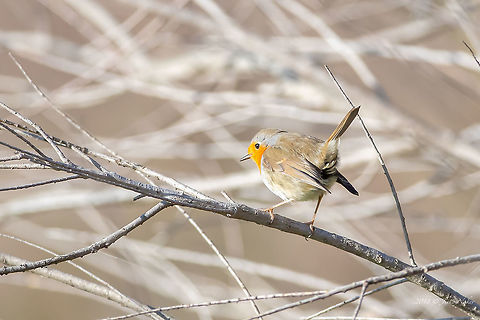 Robin - Erithacus rubecula  Animal,Animalia,Aves,Bird,Chordata,Erithacus rubecula,European Robin,European robin,Geotagged,Greece,Muscicapidae,Nature,Passeriformes,Passerine,Wildlife,Winter