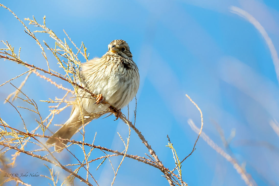 Corn bunting - Emberiza calandra  Amvrakikos gulf,Animal,Animalia,Aves,Bird,Bunting,Chordata,Corn Bunting,Corn bunting,Emberiza calandra,Emberizidae,Europe,Geotagged,Greece,Nature,Passeriformes,Passerine,Wildlife,Winter