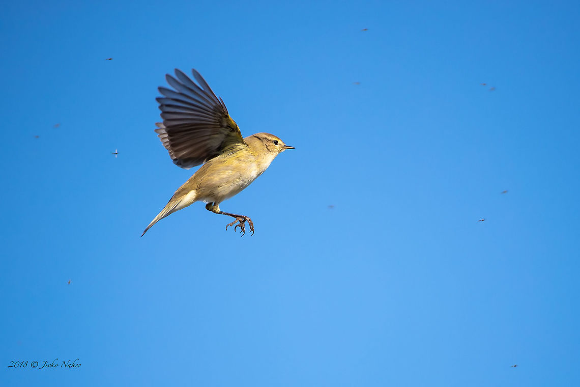 Common chiffchaff - Phylloscopus collybita  Amvrakikos gulf,Animal,Animalia,Aves,Bird,Chordata,Common chiffchaff,Europe,Geotagged,Greece,Nature,Passeriformes,Passerine,Phylloscopidae,Phylloscopus collybita,Wildlife,Winter
