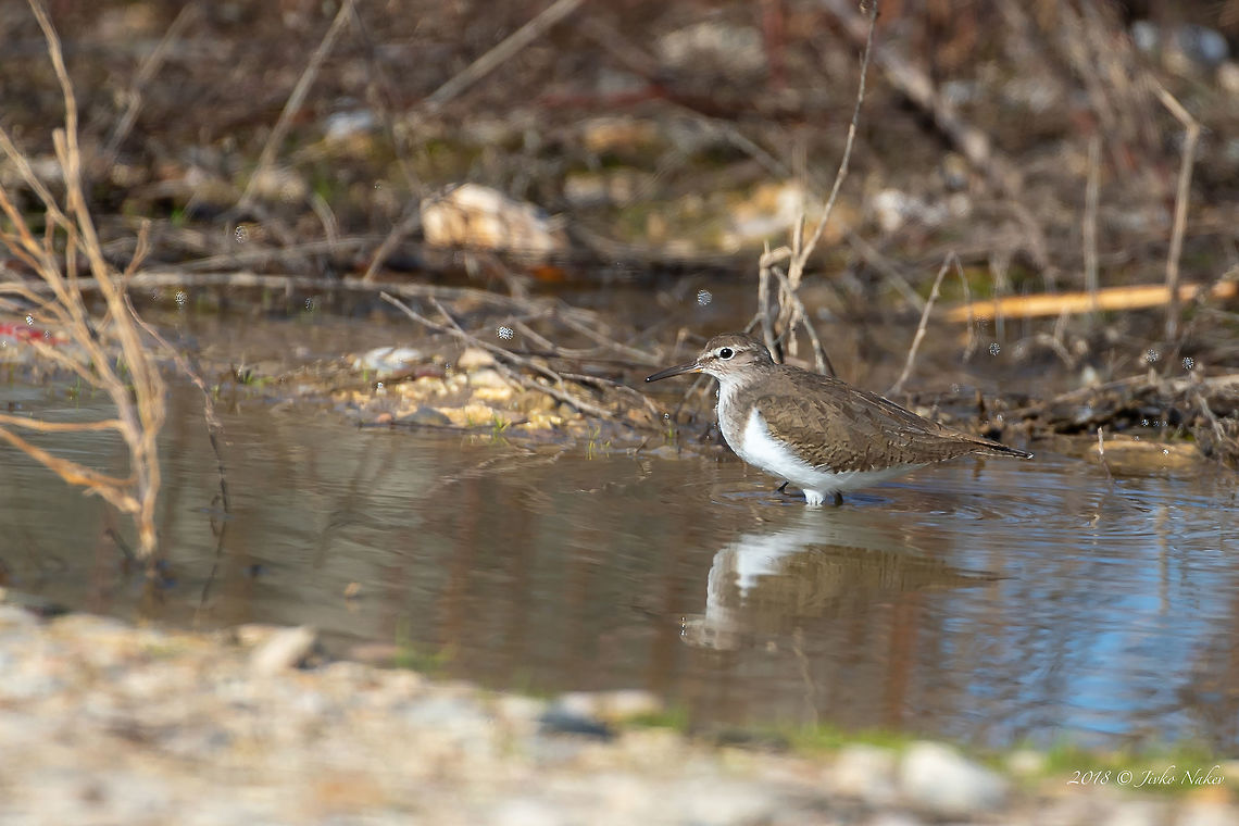 Common sandpiper - Actitis hypoleucos  Actitis hypoleucos,Amvrakikos gulf,Animal,Animalia,Aves,Bird,Charadriiformes,Chordata,Common sandpiper,Europe,Geotagged,Greece,Nature,Scolopacidae,Shorebird,Wader,Wildlife,Winter