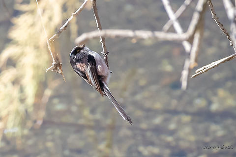 Long-tailed tit - Aegithalos caudatus  Aegithalidae,Aegithalos caudatus,Amvrakikos gulf,Animal,Animalia,Aves,Bird,Chordata,Europe,Geotagged,Greece,Long-tailed Tit,Long-tailed bushtit,Long-tailed tit,Nature,Passeriformes,Passerine,Wildlife,Winter