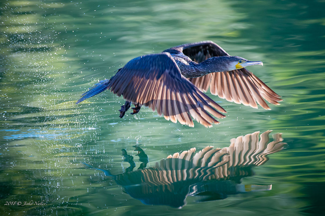 Take off Great cormorant - Phalacrocorax carbo Amvrakikos gulf,Animal,Animalia,Aves,Bird,Chordata,Europe,Geotagged,Great Cormorant,Great black cormorant,Greece,Nature,Phalacrocoracidae,Phalacrocorax carbo,Seabird,Suliformes,Wildlife,Winter