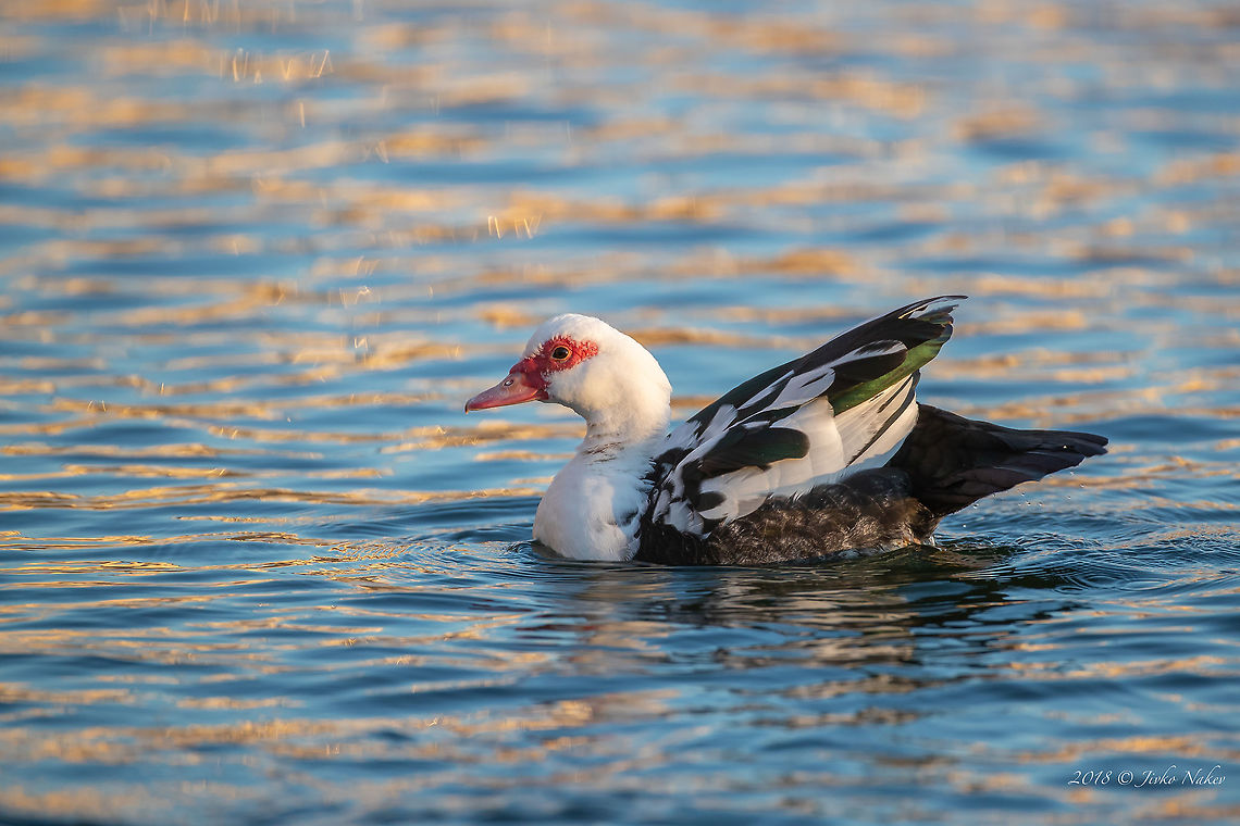 Muscovy duck - Cairina moschata  Anatidae,Animal,Animalia,Anseriformes,Aves,Bird,Cairina moschata,Chordata,Europe,Geotagged,Greece,Kastoria,Muscovy duck,Nature,Wildlife,Winter