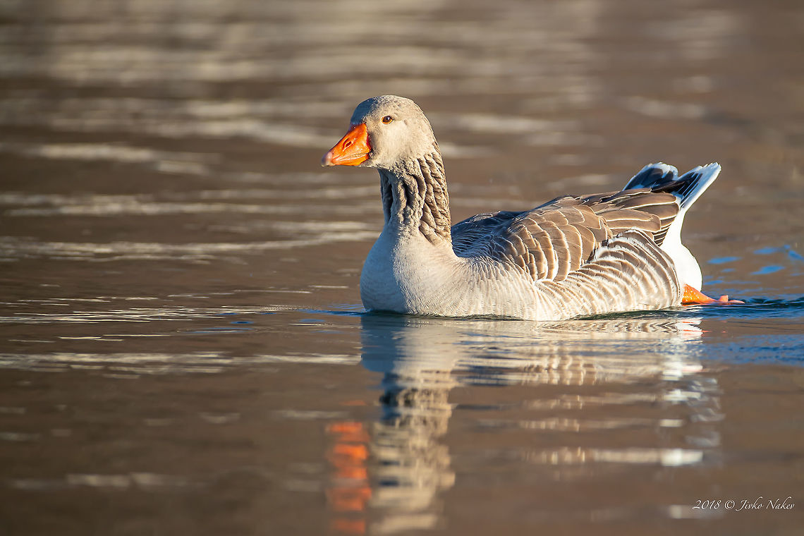 Greylag goose - Anser anser  Anatidae,Animal,Animalia,Anser anser,Anseriformes,Aves,Bird,Chordata,Europe,Geotagged,Greece,Greylag goose,Kastoria,Nature,Wildlife,Winter