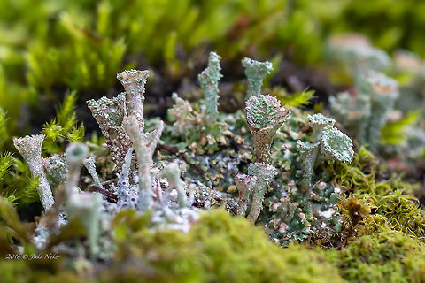 Pixie-cup lichen - Cladonia fimbriata Checking my archives I discovered this photo. Taken in Croatia in 2016 - Plitvice lakes. Ascomycota,Cladonia fimbriata,Cladoniaceae,Croatia,Europe,Fungi,Fungus,Geotagged,Karlovac County,Lecanorales,Lecanoromycetes,Nature,Pixie-cup lichen,Plitvice lakes,Summer,Wildlife