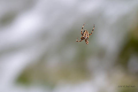 Araneus diadematus This beautiful Diadem spider hung in front of a 4 m high waterfall and swung to the air stream. It was very difficult to focus on it. Animal,Animalia,Arachnida,Araneae,Araneidae,Araneus diadematus,Arthropoda,Croatia,Diadem spider,Europe,European garden spider,Geotagged,Karlovac County,Nature,Orb-weaver,Plitvice lakes,Summer,Wildlife