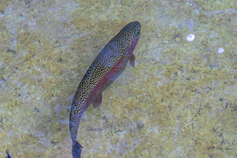 Rainbow trout - Oncorhynchus mykiss  Actinoperygii,Animal,Animalia,Chordata,Croatia,Europe,Geotagged,Nature,Oncorhynchus mykiss,Rainbow trout,Rastoke,Ray-finned fish,Salmonidae,Salmoniformes,Summer,Wildlife